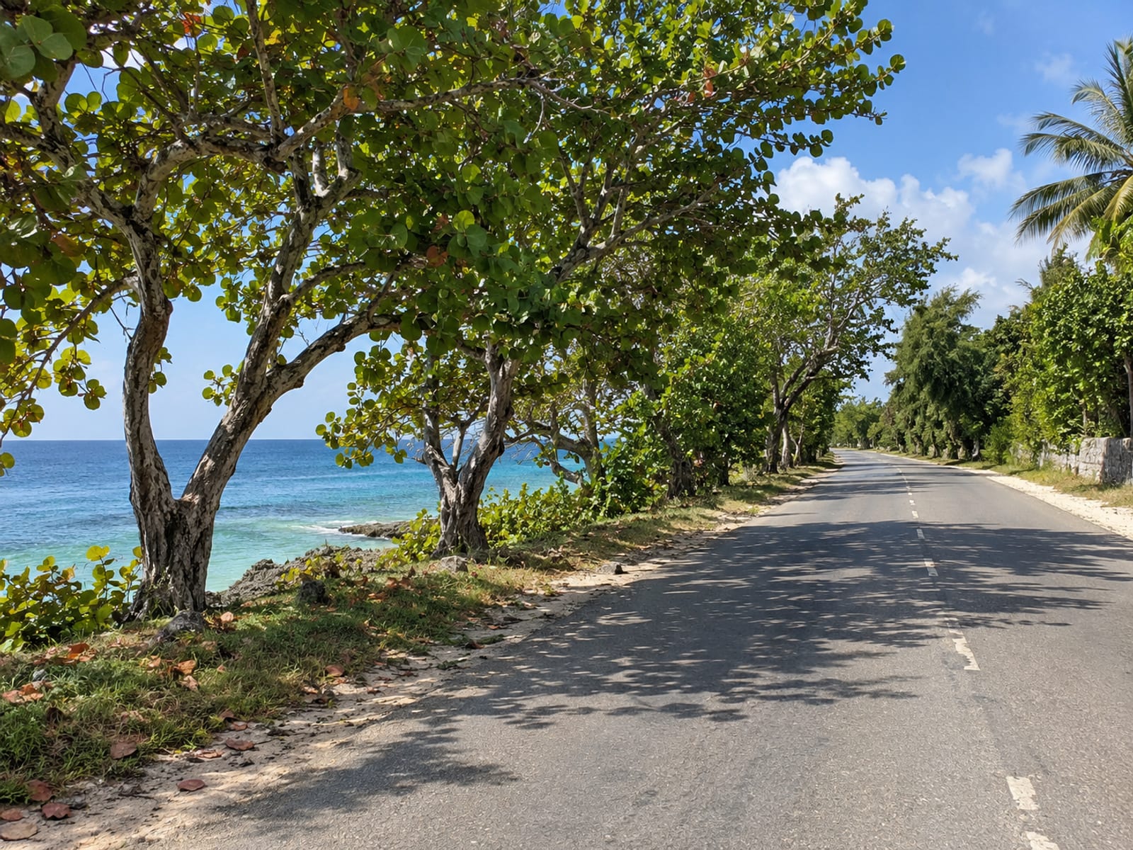 A coastal road with the sea visible beyond roadside trees
