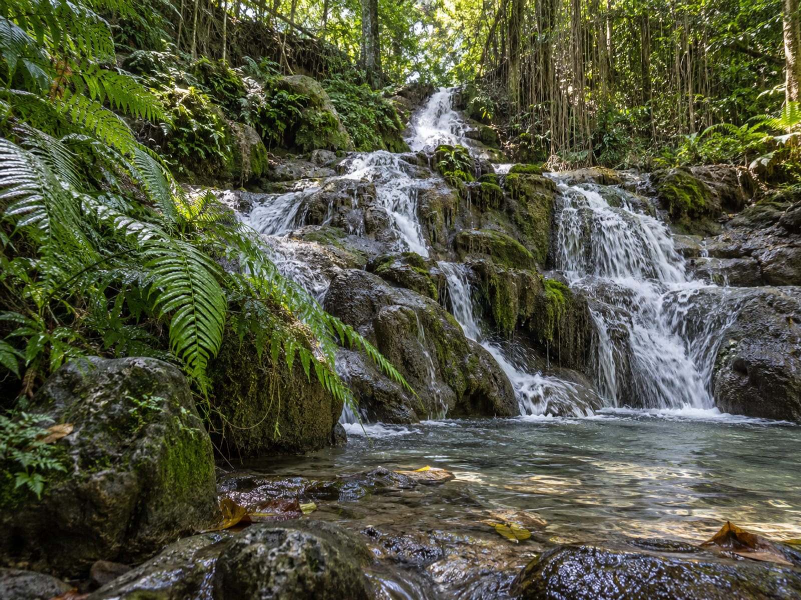 A forested waterfall on Jamaica’s north coast