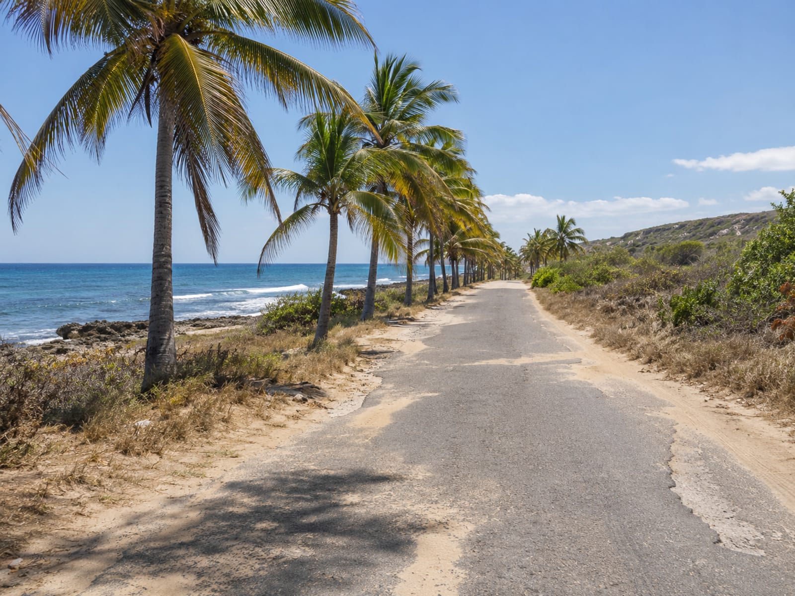 A coastal road lined with palms on Jamaica’s south coast